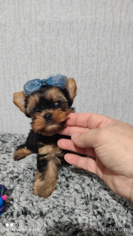 Мини йоркширски териер , снимка 4 - Йоркширски териер - 53051089