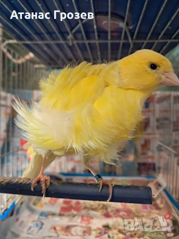 Продавам канари