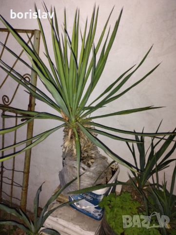 Цвте Юка - Палмова лилия , снимка 6 - Стайни растения - 14936023