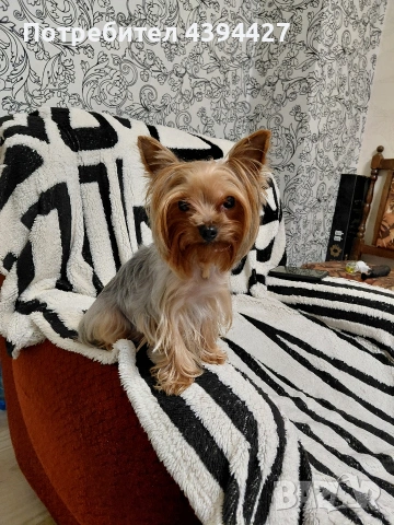 Мини йорки момиченце, снимка 5 - Йоркширски териер - 53384672