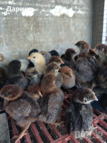 Катунски пиленца и селски пиленца , снимка 6 - Кокошки и пуйки - 53394021