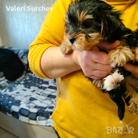 йоркширски териер , снимка 2 - Йоркширски териер - 53162717