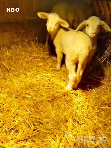 агнета, снимка 5 - За селскостопански - 53477882