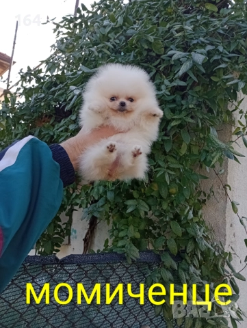 Мини момиченце. Померан. Реални снимки от 19.12.25 г, снимка 8 - Померан - 52809054