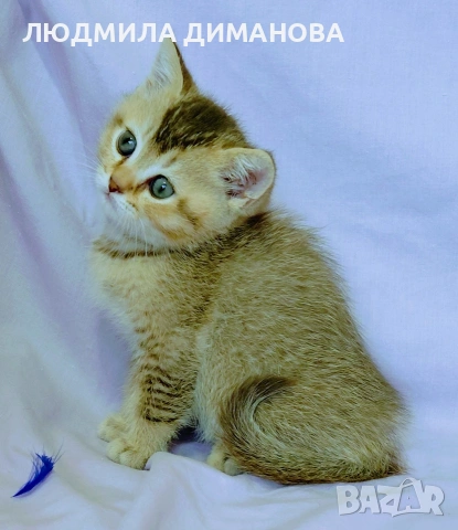 Шотландско мъжко. , снимка 2 - Британска късокосместа - 53639048