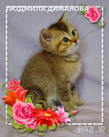 Шотландски мъжки. , снимка 2 - Британска късокосместа - 53587525