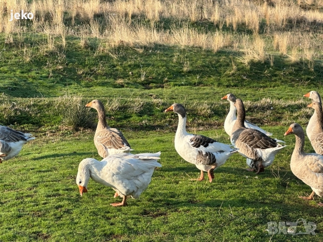 Лебедови гъски патици, снимка 3 - други­ - 52082720