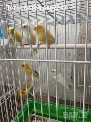 Канарчета Орфей , снимка 4 - Канари - 52693118