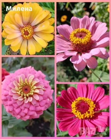 семена за едногодишни цветя 