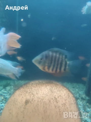 Зелен северум, снимка 3 - Рибки - 50951784