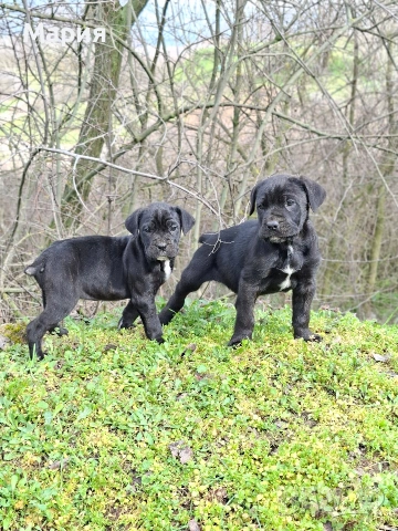 Кане Корсо- Италиано, снимка 3 - Кане корсо - 53401347