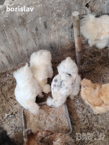 Продавам яйца за лупене от американска коприна. , снимка 6 - Кокошки и пуйки - 53814305