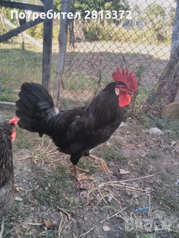  Петел Черен Легхорн Leghorn, снимка 5 - други­ - 55251872