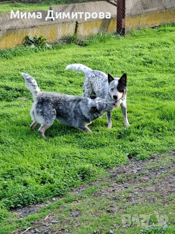 Продавам Кеталдог, снимка 14 - Други - 52574446