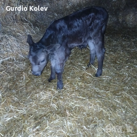 Телета , снимка 8 - Крави - 53837055