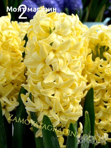 Зюмбюл 7 цвята, снимка 2 - Градински цветя и растения - 53641380