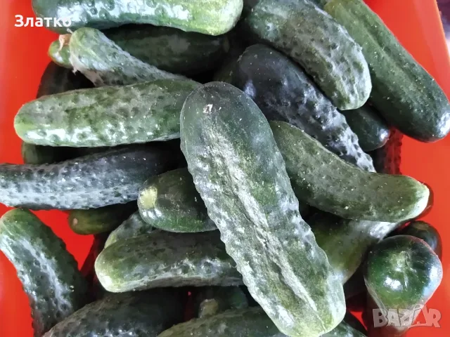 Корнишони от производител!, снимка 3 - Домашни продукти - 55752722