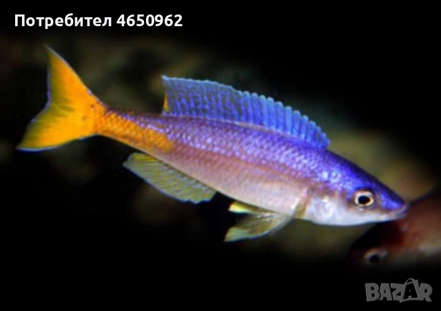 Аквариумни риби, африкански цихлиди от езерото Танганика, снимка 11 - Рибки - 52416463