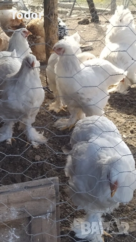 оплодени яйца от Брама 