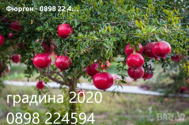 Нар  Студоустойчив  -  Самоопрашващ и  Студоустойчив, снимка 1 - Градински цветя и растения - 27194204