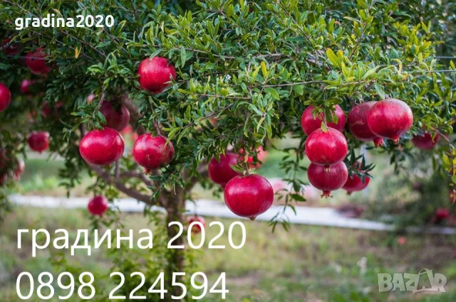 Нар - Безсеменен