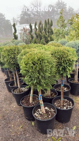 Кипарис , снимка 2 - Градински цветя и растения - 53473774