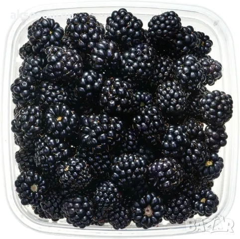 Нови 100 бр Висококачествени органични плодови семена от хранителна Къпина, къпини антиоксидант , снимка 11 - Сортови семена и луковици - 50286897