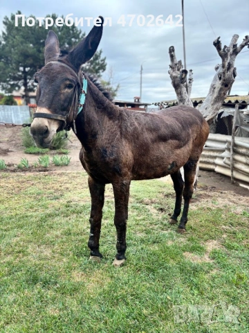 Продавам Магаре, снимка 6 - Други - 53025050