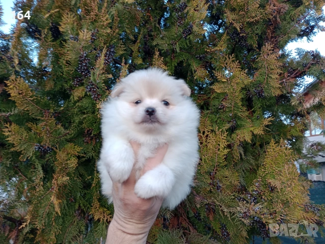 Женски Померан., снимка 3 - Померан - 53485725