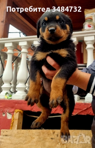 Ротвайлер, снимка 1