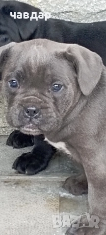 малки Кане Корсо , снимка 2 - Кане корсо - 52974140