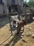 Продавам англонубийски пръч , снимка 3