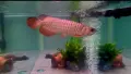 Asian Arowana golden crossback, снимка 1