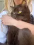     Чистокръвни британски котенца с шампионски произход 🖤, снимка 9