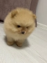 Померан, снимка 4