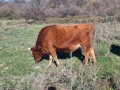 Телета (крави), снимка 6