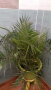 Финикови палми, снимка 1 - Градински цветя и растения - 44641723