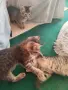 Подарявам 3 малки котета, снимка 14