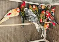 Продавам Розели-(Пенанти) , снимка 12