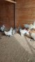 Холандски гащати кокошки, снимка 4
