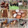  Оплодени яйца - Ню Хемпшир,Струмски,черен и бял легхорн, Катунски