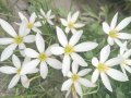 Зефирантес, снимка 1 - Градински цветя и растения - 42674766