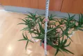 Красиво многогодишно Алое, снимка 5