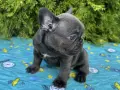 френски булдог blue, снимка 1