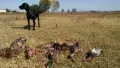 Курцхаари на две години , снимка 7