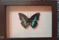 Истински Пеперуди в рамка, снимка 8