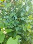 Дафинов лист, дафинови листа, снимка 1 - Градински цветя и растения - 41506915