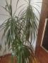 Палма Драцена Маргината (Dracaena Marginata) , снимка 3