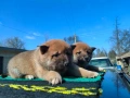 Продавам кученца Шиба Ину, снимка 11