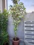 Фикус бенджамин шарен 150 см, снимка 1 - Градински цветя и растения - 35502259